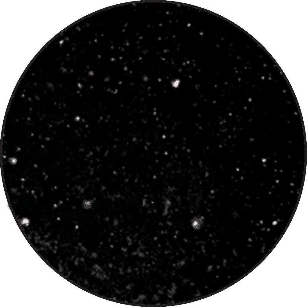 Ranger - Embossing Powder - Black
